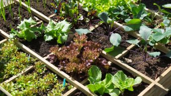 17 Best Vegetable Garden Books