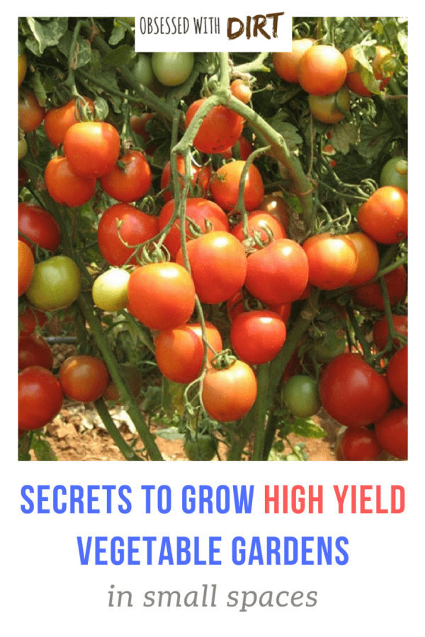 High yield vegetables are great for gardeners with small spaces. Gracing your dinner table with the produce from your own garden definitely enhances the flavor of food. It gives you a sense of pride, contentment, and joy. #thehappygardeninglife #homegarden #growyourown #growsomethinggreen
