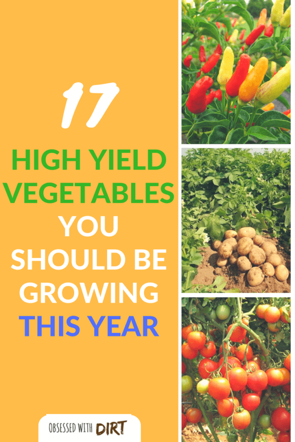 High yield vegetables are great for gardeners with small spaces. Gracing your dinner table with the produce from your own garden definitely enhances the flavor of food. It gives you a sense of pride, contentment, and joy. #thehappygardeninglife #homegarden #growyourown #growsomethinggreen
