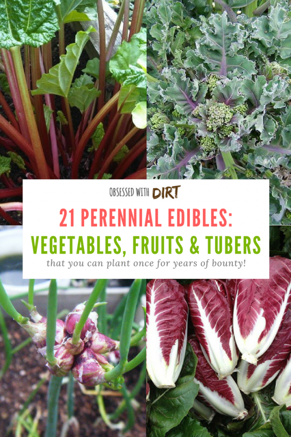 Perennial Vegetables are not known by many gardeners even though many already have them in their gardens. Basically, they are crops that can be planted once and harvested continuously for many years. #vegetablegarden #urbanorganicgardener #growyourownfood #growsomethinggreen