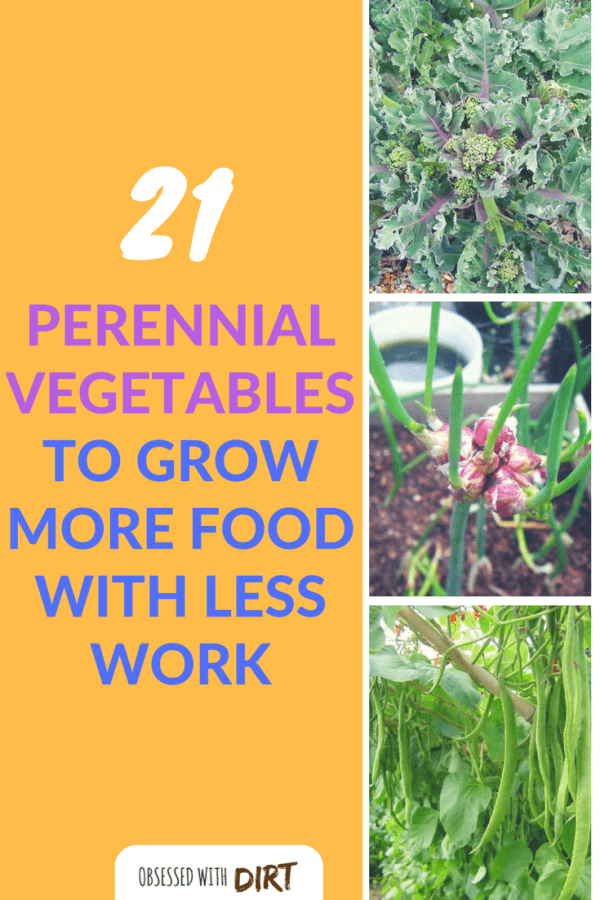 Perennial Vegetables are not known by many gardeners even though many already have them in their gardens. Basically, they are crops that can be planted once and harvested continuously for many years. #vegetablegarden #urbanorganicgardener #growyourownfood #growsomethinggreen