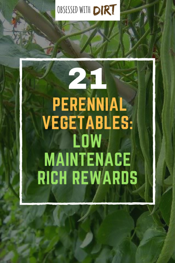 Perennial Vegetables are not known by many gardeners even though many already have them in their gardens. Basically, they are crops that can be planted once and harvested continuously for many years. #vegetablegarden #urbanorganicgardener #growyourownfood #growsomethinggreen