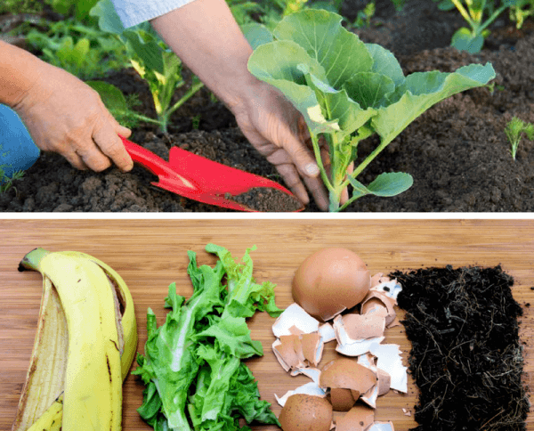 5 Of The World S Best Homemade Vegetable Garden Fertilizers