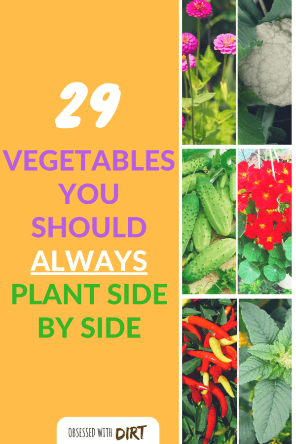 Growing some vegetables side-by-side can have positive effects on one or both of the plants involved. This method of planting is called companion planting, as in, a companion who supports its partner. Companion gardening is incredible easy and a great way to reduce pests, increase pollination and improve your soil. #epicgardening #urbanorganicgardener #vegetablegarden #growsomethinggreen