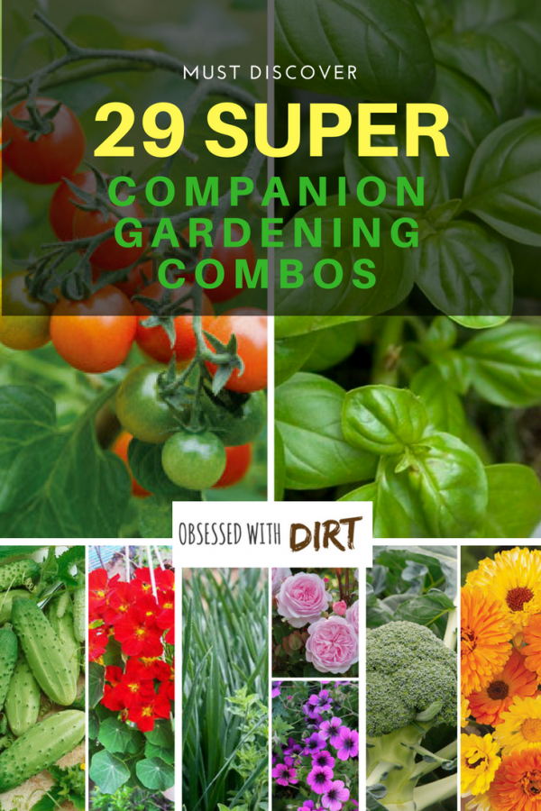 Growing some vegetables side-by-side can have positive effects on one or both of the plants involved. This method of planting is called companion planting, as in, a companion who supports its partner. Companion gardening is incredible easy and a great way to reduce pests, increase pollination and improve your soil. #epicgardening #urbanorganicgardener #vegetablegarden #growsomethinggreen