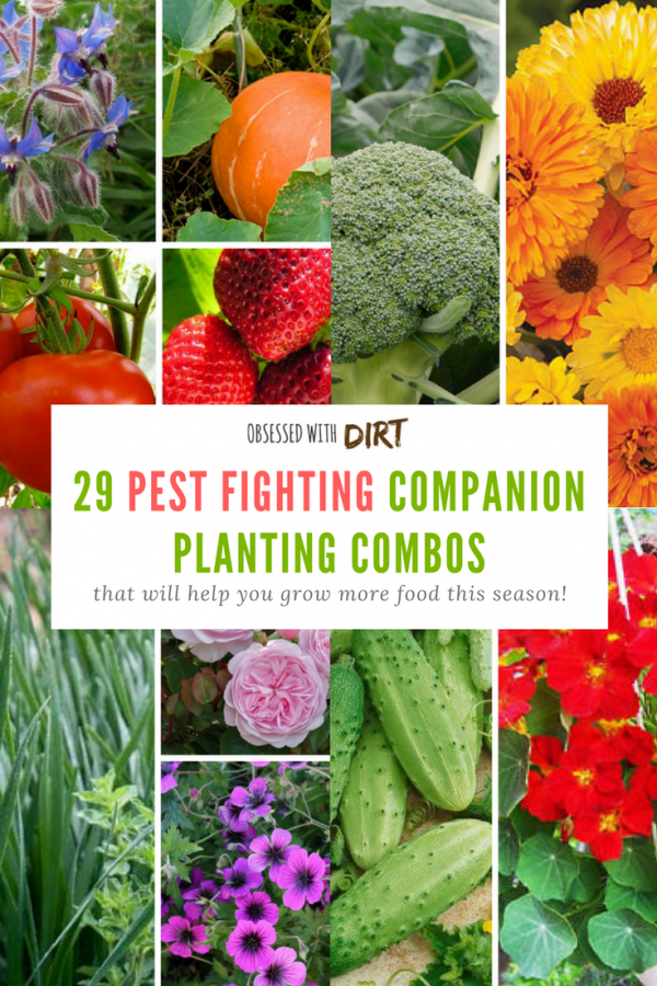 Growing some vegetables side-by-side can have positive effects on one or both of the plants involved. This method of planting is called companion planting, as in, a companion who supports its partner. Companion gardening is incredible easy and a great way to reduce pests, increase pollination and improve your soil. #epicgardening #urbanorganicgardener #vegetablegarden #growsomethinggreen