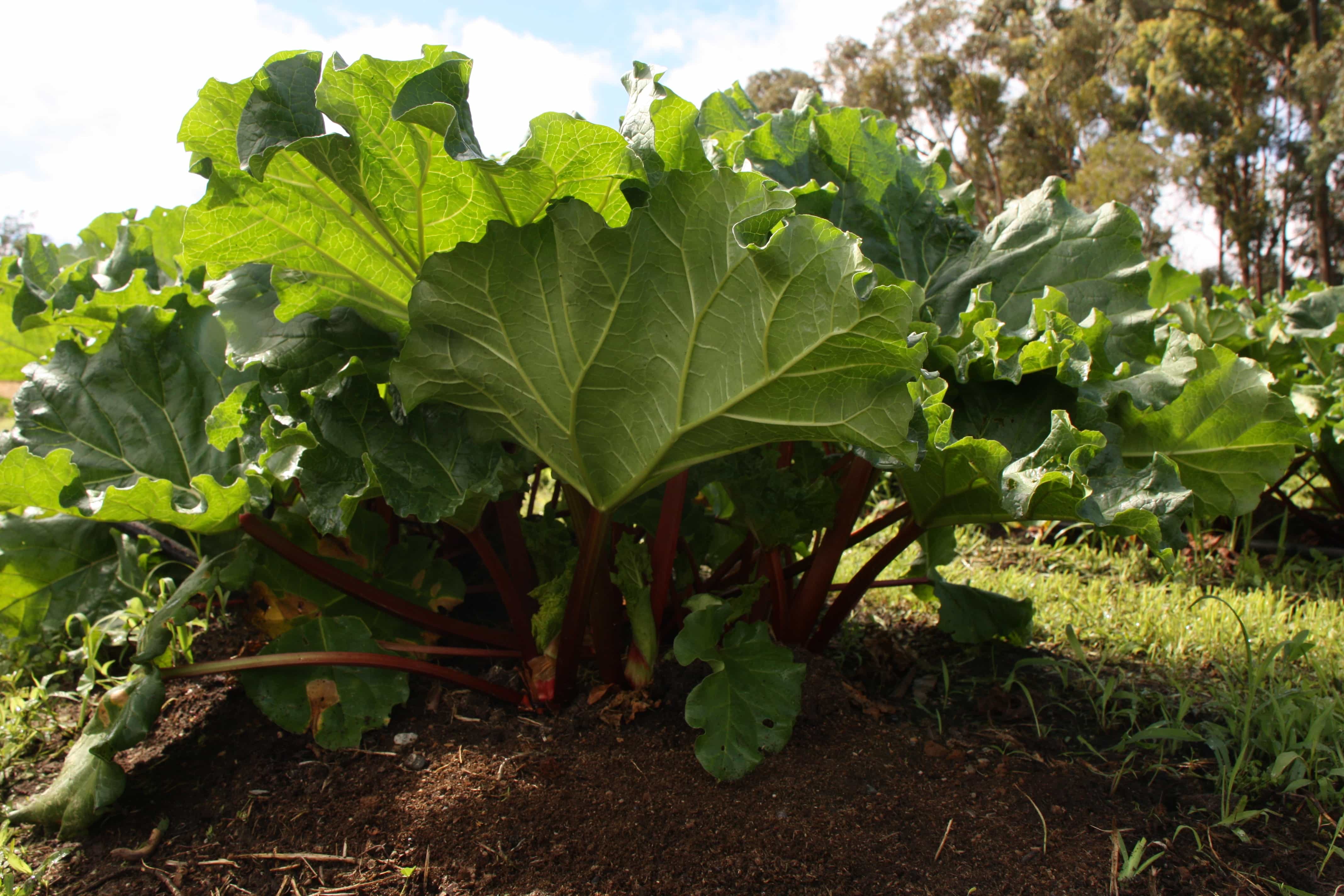 21 Perennial Vegetables You Can Plant Once For Years Of Bounty