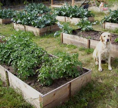 Cedar Raised Garden Beds