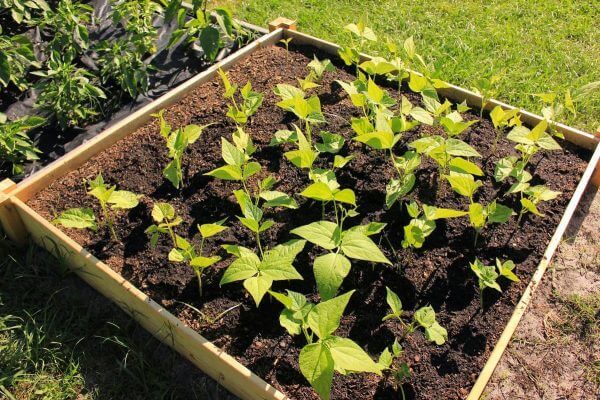 No-Frills Garden Bed