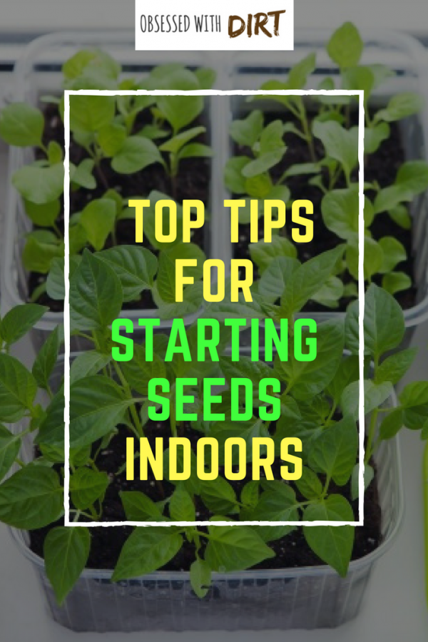 top tips for starting seeds indoors