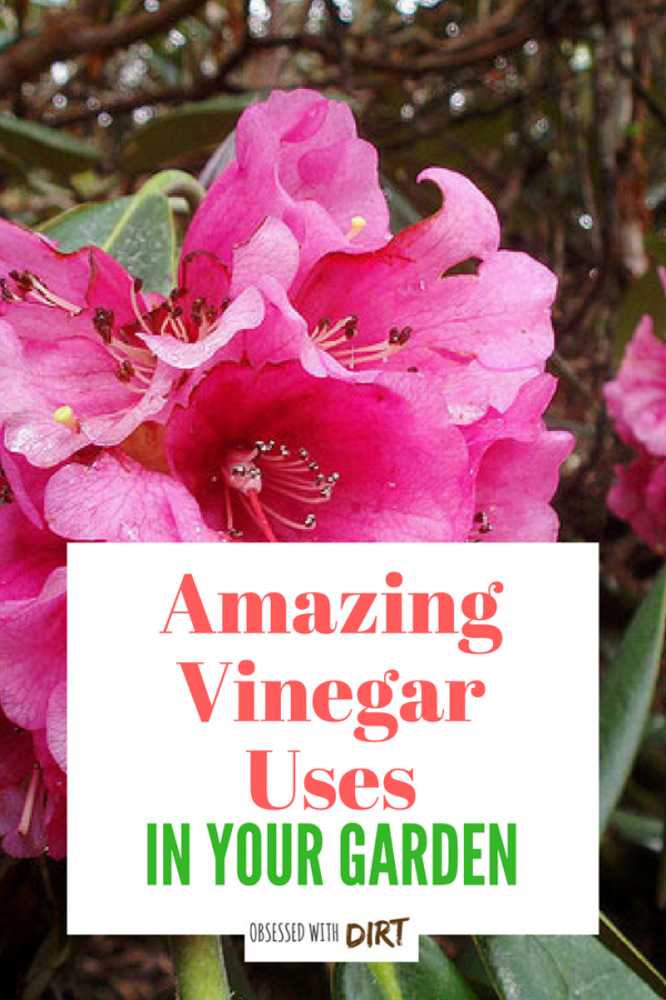 ways to use vinegar for your garden