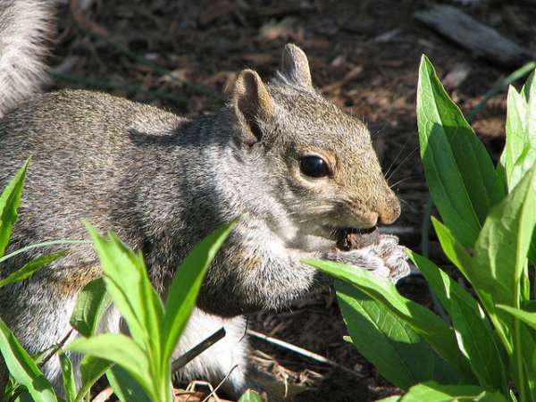 rhodent eating leaves