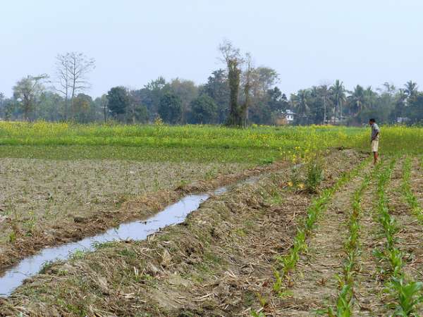 Field where borax is used as a dry fertilizer