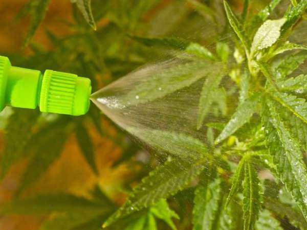 Spraying borax foliar spray on leaves