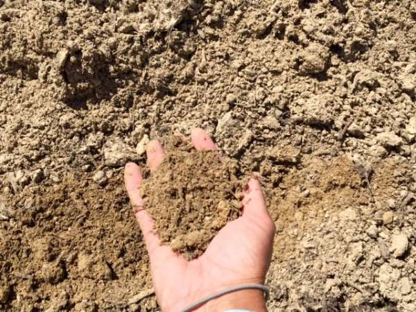 Sandy soil deficient in minerals