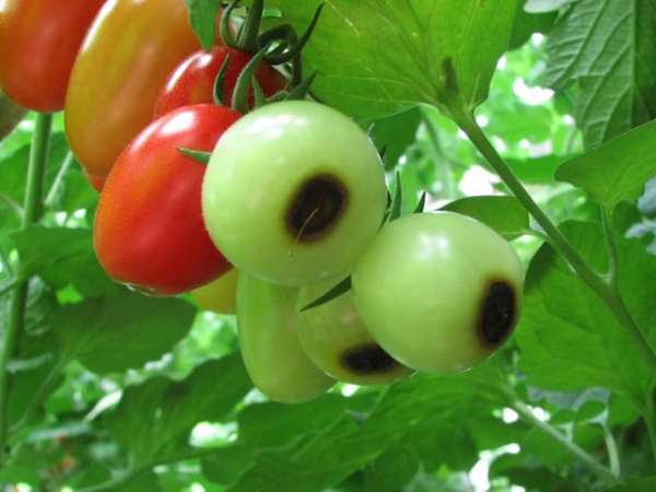 Blsoom end rot affected tomatoes ripe and raw