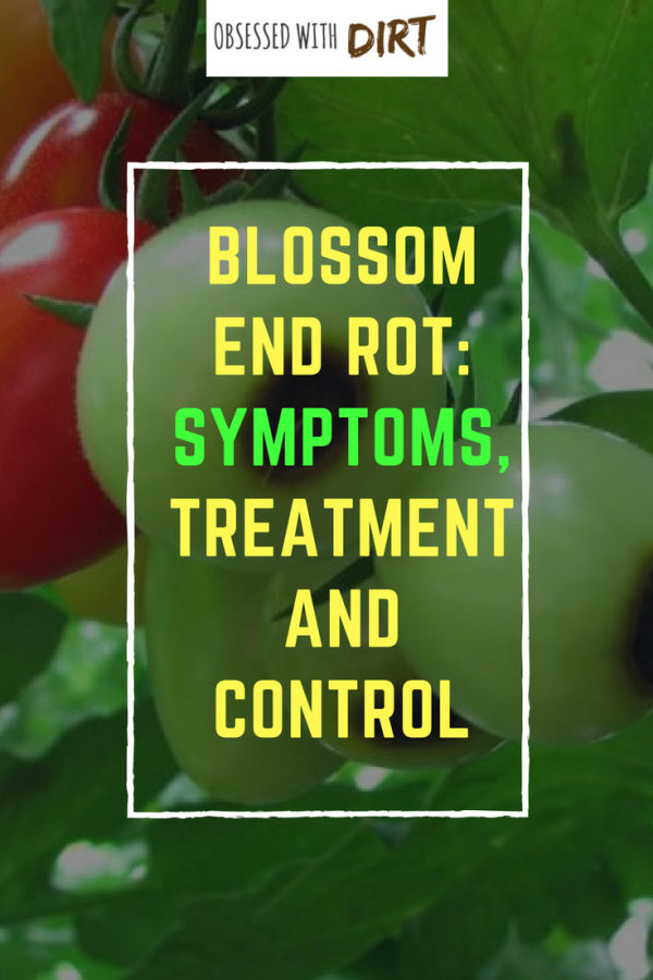 blossom end rot symptoms and treatment