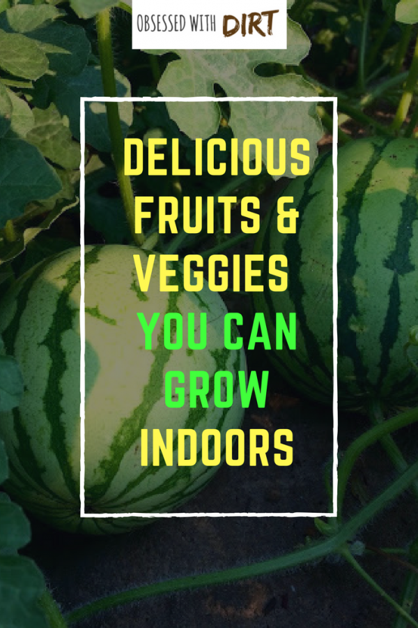 delicious food and vegetables you can grow indoors