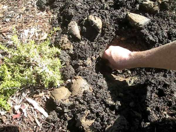 Moist and rich organic soil