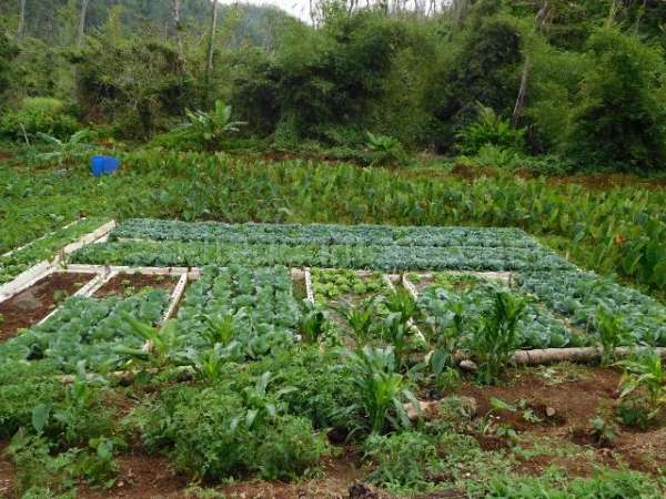 Fortified crops growing in a garden