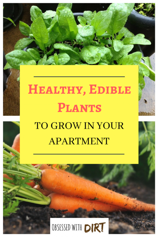 healty edible plants to grow in your apartment