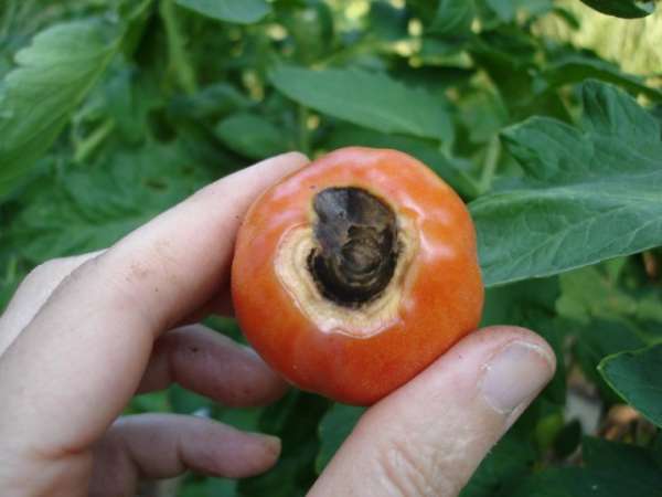 Blossom end rot on a red tomato