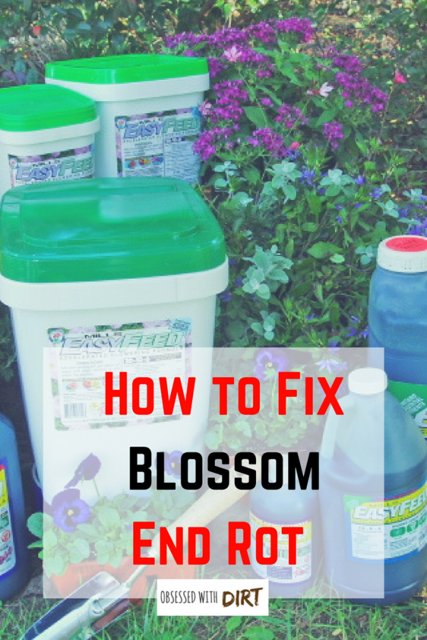 fix blossom end rot