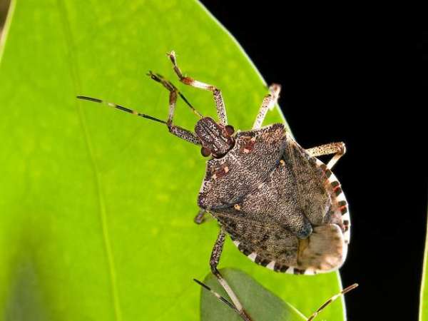 An insect on a leaf