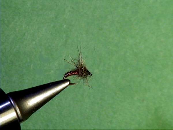 Lynch-Green Fly killed using borax