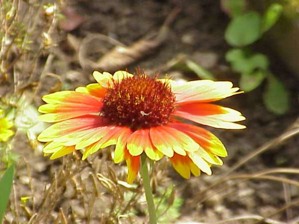 A flower preserved in a garden usign borax