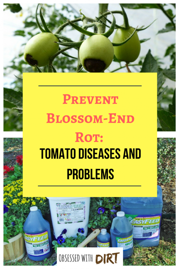 blossom end rot tomato diseases