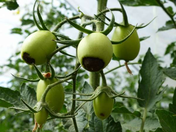 Blossom end rot affected tomatoes because of calcium deficiency