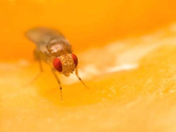 Fruit fly