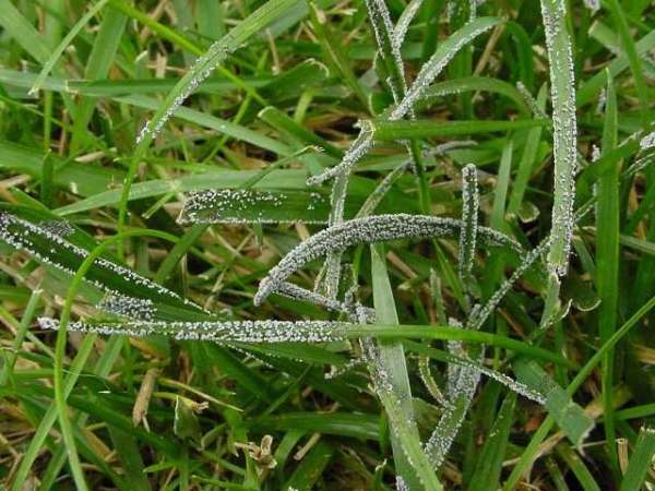 Fungus affected plants