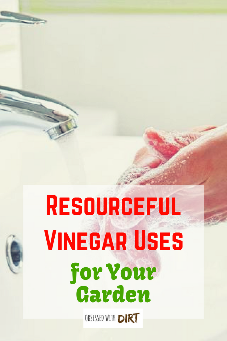 utilizing vinegar for your garden