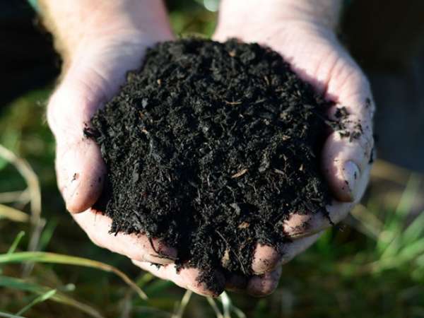 Soil mixed with borax