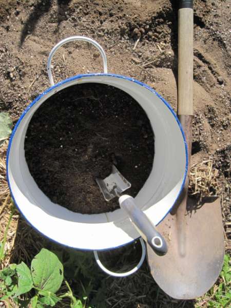 Soil test sample befor applying borax solution