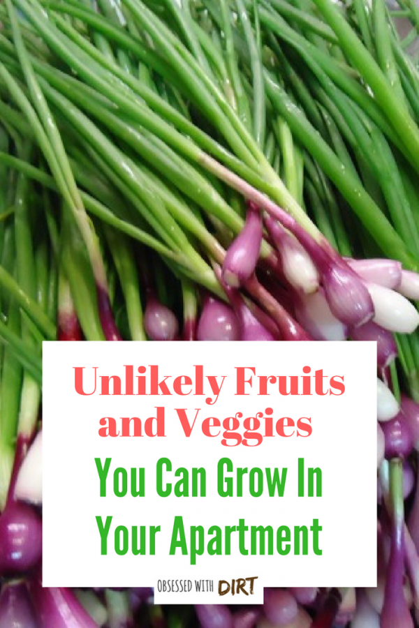unlikely food and veggies you can grow in your apartment