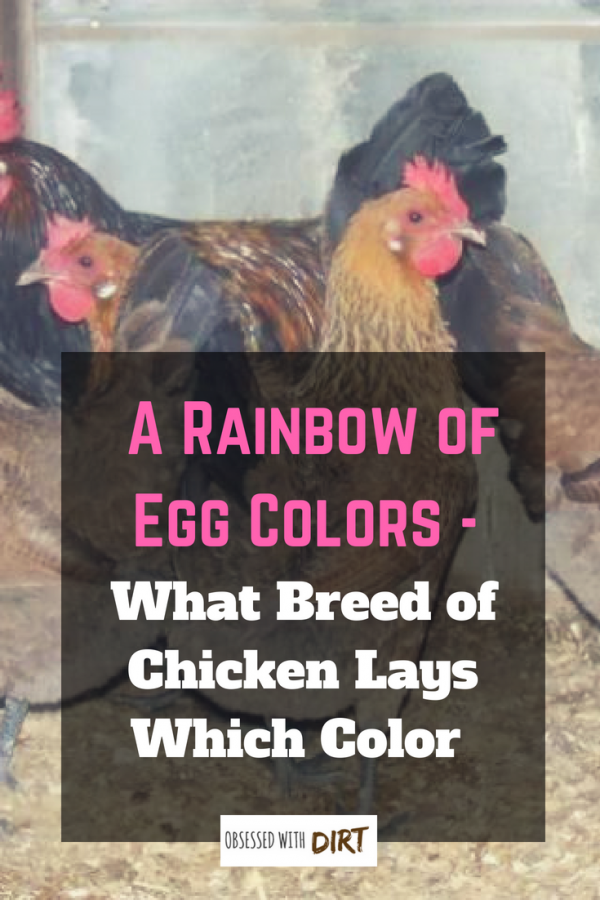 a rainbow of egg colors