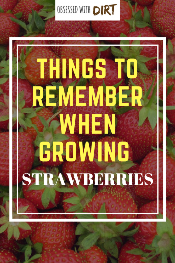 things to know about growing strawberries