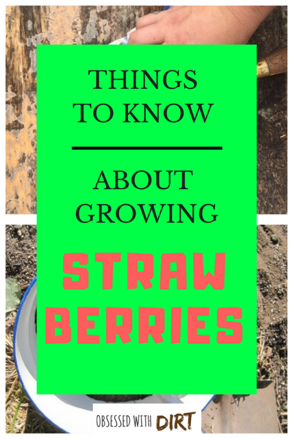 tips on growing strawberries