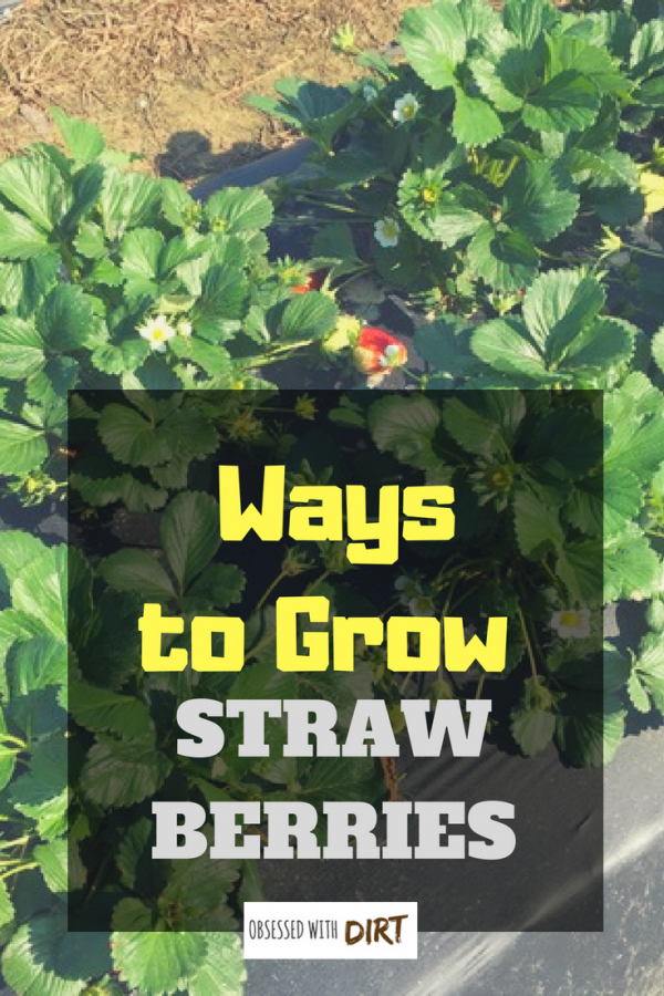 ways to grow strawberries