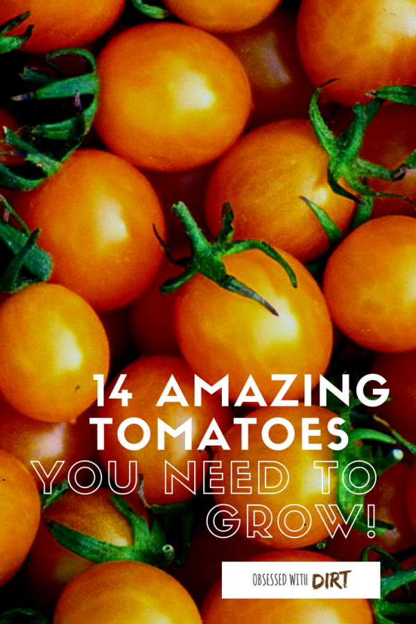 amazing tomatoes you need to grow