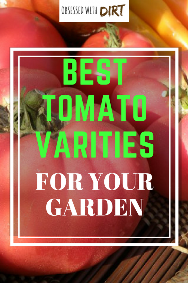 Best Tomato Varities For Your Garden varitety of tomatoes for your garden