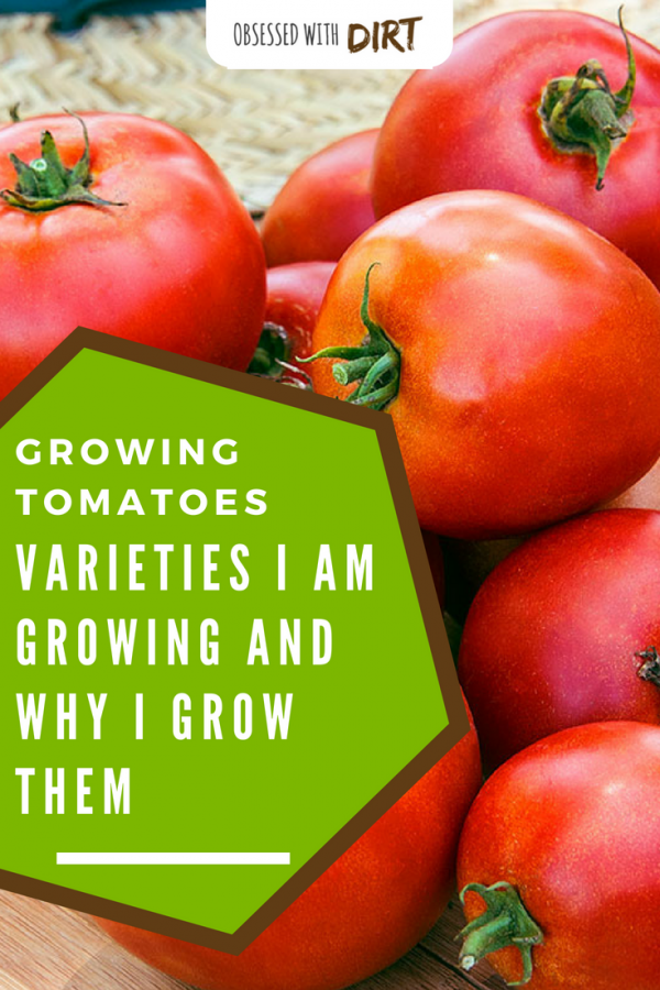 tomato varities and why I grow them