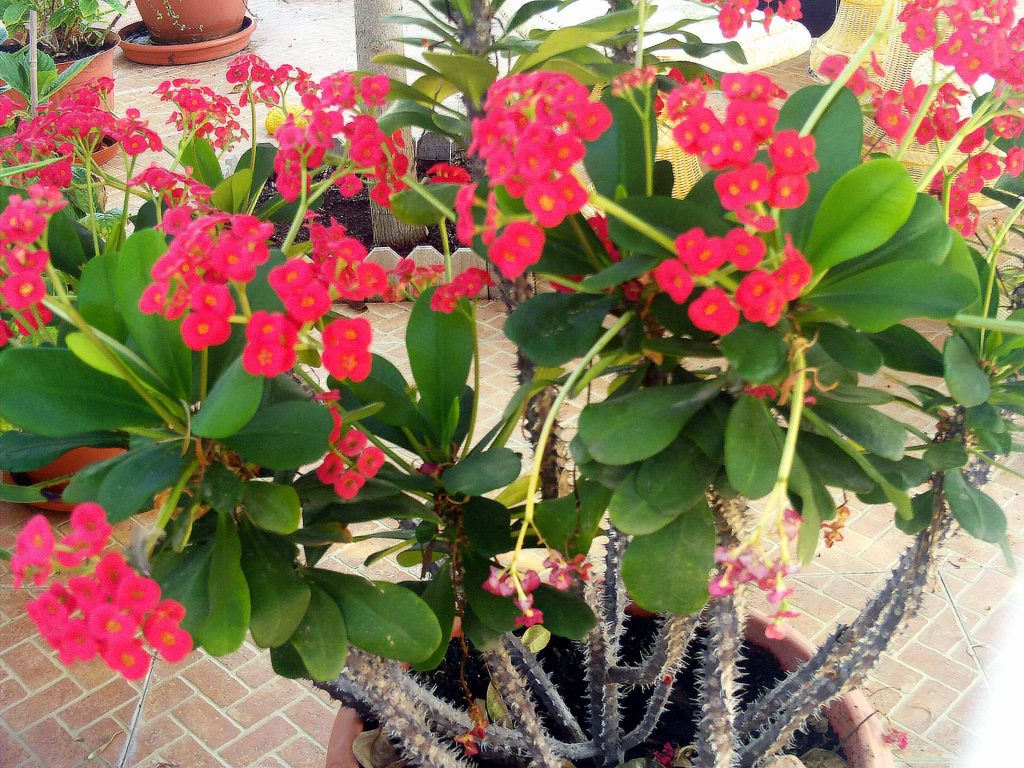 How To Grow Crown of Thorns