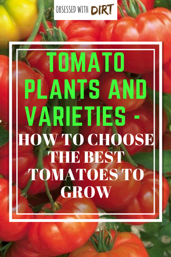 how to choose the best tomatoes