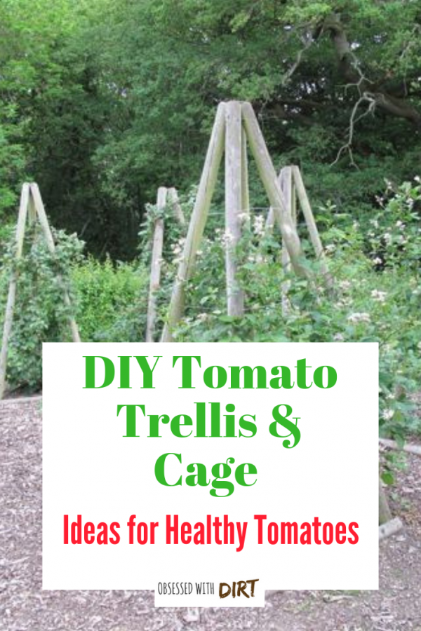 tomato trellis cage