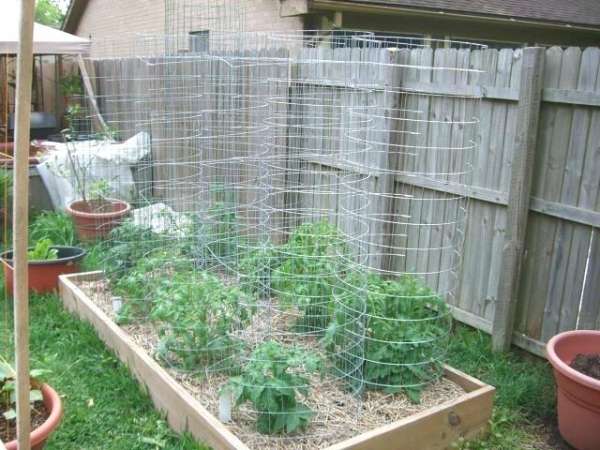 Cattle Panels Tomato Cages