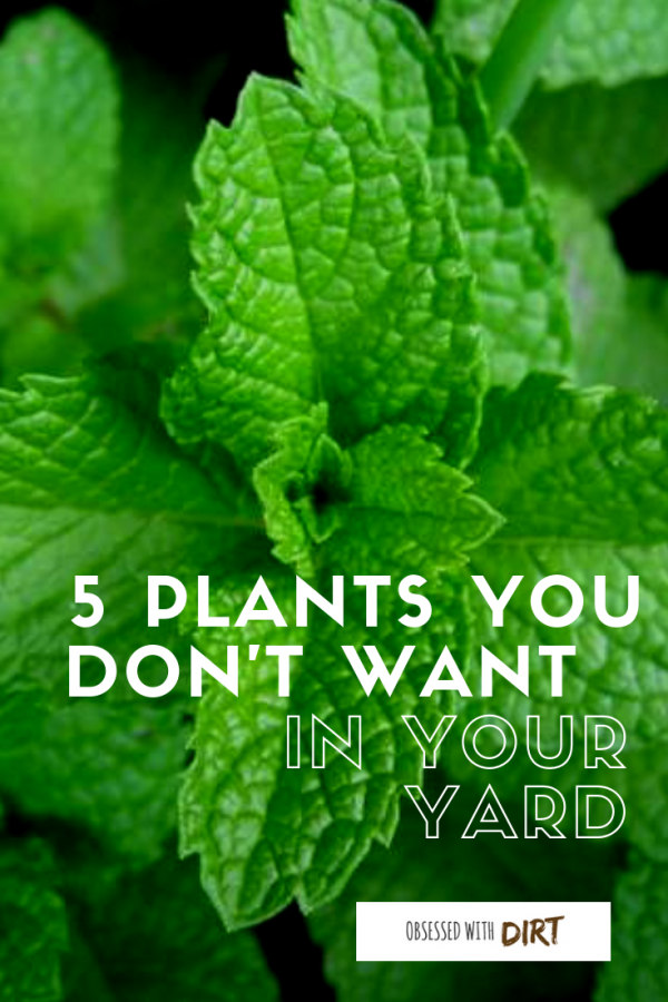 plants you don't want in your yard